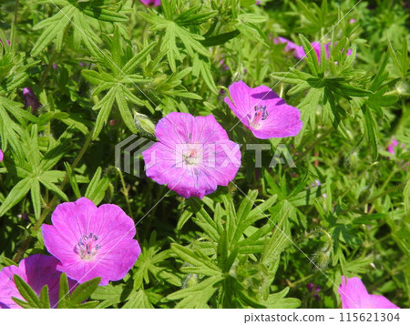 Geranium 115621304