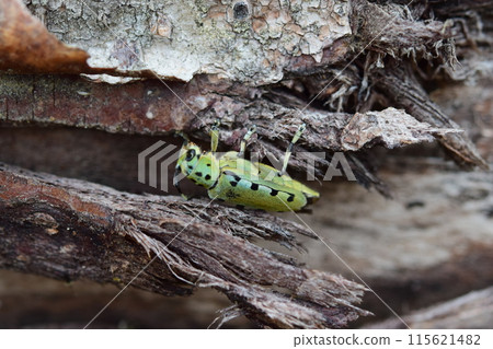 Lamprey beetle, adult, cherry wood 115621482