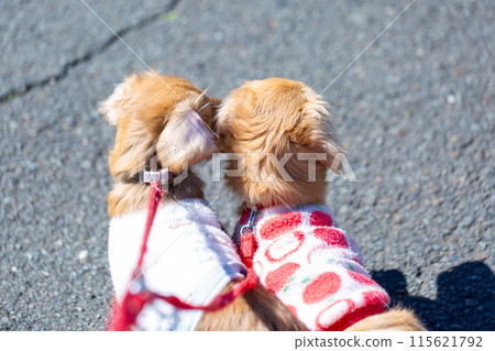 Dachshund to take a walk in the park 115621792