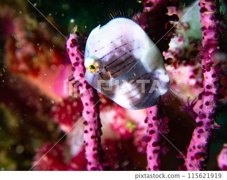Cute Fish 115621919