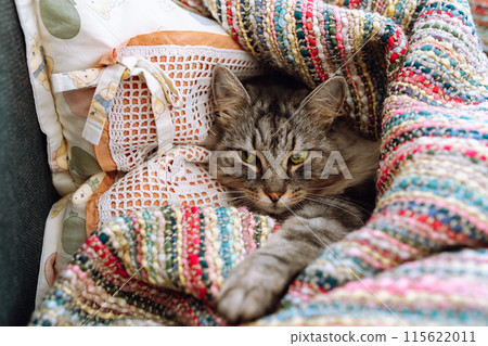 home cute gray tabby big cat lies on pillow wrapped in warm blanket 115622011