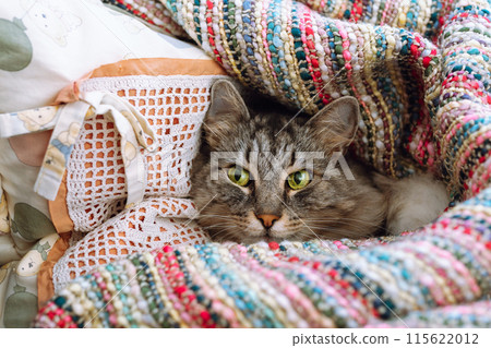 home cute gray tabby big cat lies on pillow wrapped in warm blanket home cute gray tabby big cat lies on pillow wrapped in warm blanket 115622012