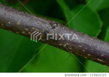 Four-spotted longhorn beetle mating 115622125