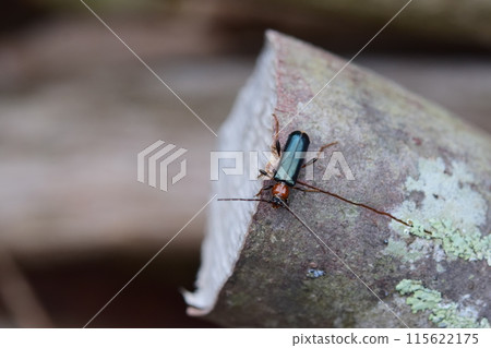 Brown longhorn beetle adult 115622175