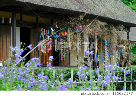 Tanabata in the garden of an old house 115622177