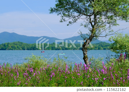 Playing at the lake where Lythrum salicaria blooms Playing at the lake where Lythrum salicaria blooms 115622182
