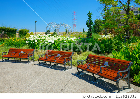 Bench and Annabelle Hydrangea in Miyamae Park 115622332