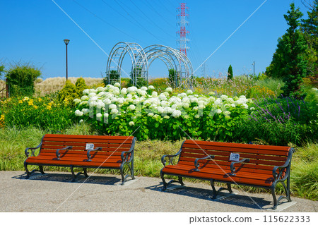 Bench and Annabelle Hydrangea in Miyamae Park 115622333