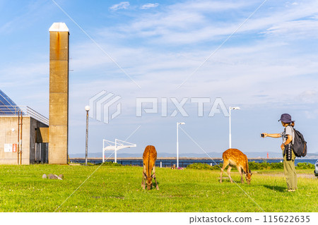 野鹿、北海道、稚內站、水夢館、稚內港北防波堤、廣場、遊客用智慧型手機拍照 115622635