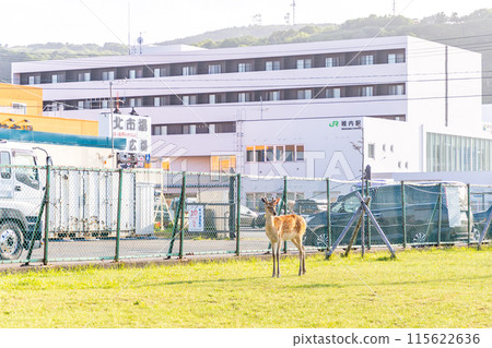 北海道稚內站出現野鹿 115622636