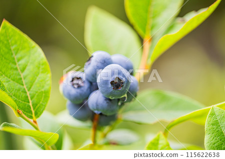 準備食用的藍莓 115622638