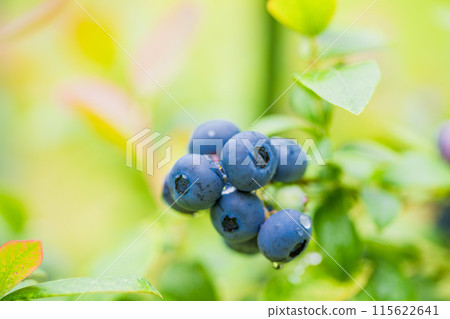 準備食用的藍莓 準備食用的藍莓 115622641