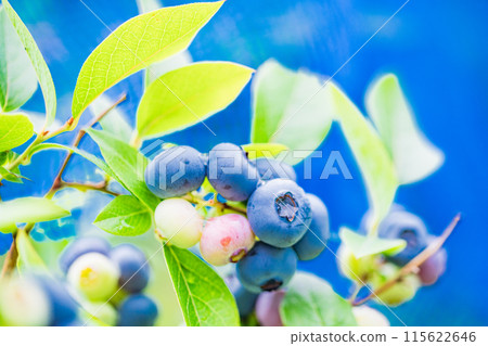 Blueberries ripe for eating 115622646