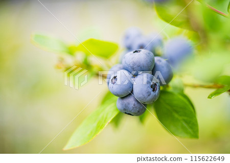 Blueberries ripe for eating Blueberries ripe for eating 115622649