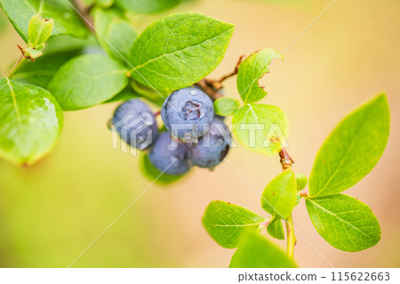 Blueberries ripe for eating Blueberries ripe for eating 115622663
