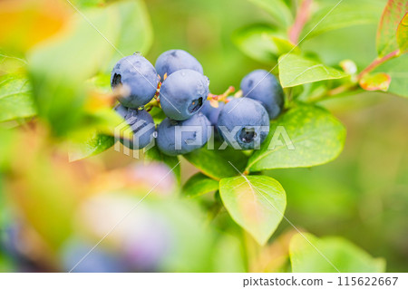 準備食用的藍莓 115622667