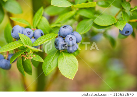 Blueberries ripe for eating 115622670