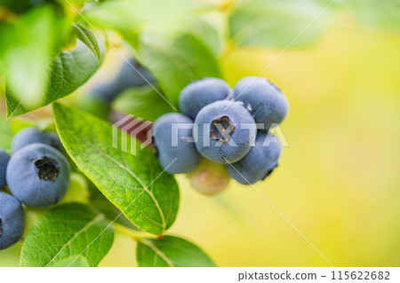 Blueberries ripe for eating Blueberries ripe for eating 115622682