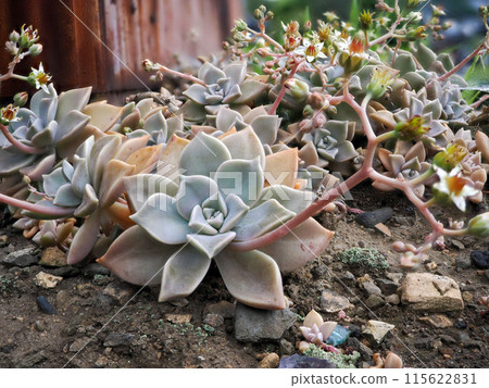 Succulent plant, Oborozuki (Graptopetalum) Succulent plant, Oborozuki (Graptopetalum) 115622831