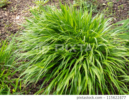 Hakonechloa macra or Hakone grass with green foliage. 115622877