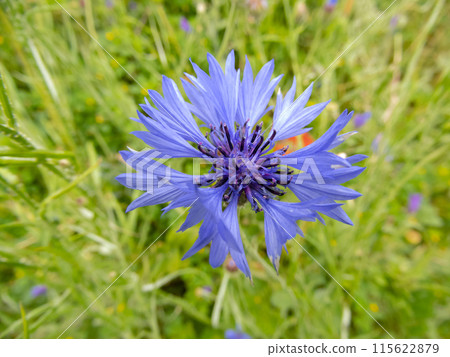 Centaurea cyanus,cornflower or bachelor's button blue flower on the summer meadow. 115622879