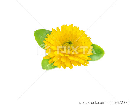Calendula or marigold flower and leaves isolated on white 115622881