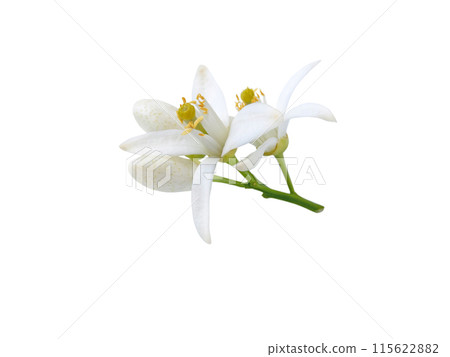 Neroli flowers and buds bunch isolated on white 115622882