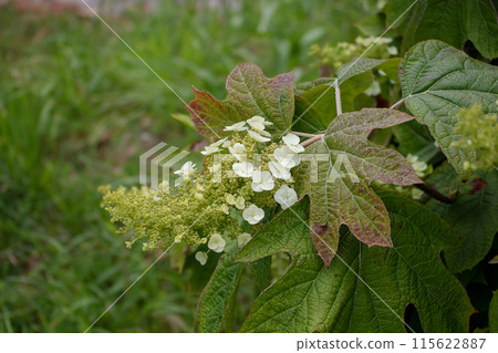 Oakleaf hydrangea white flowers panicle and decorative foliage. Oakleaf hydrangea white flowers panicle and decorative foliage. 115622887