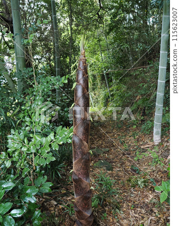 Landscape with bamboo shoots Landscape with bamboo shoots 115623007