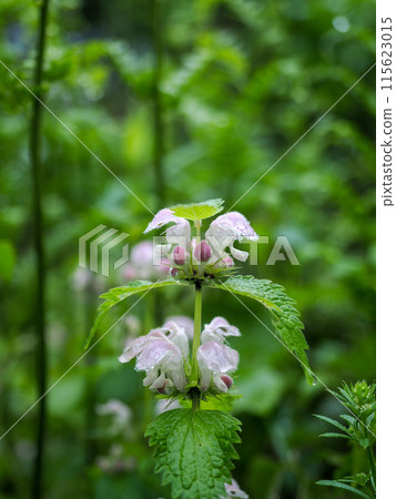 Landscape with dead nettle Landscape with dead nettle 115623015