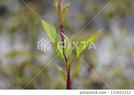 Dogwood Baton Rouge Dogwood Baton Rouge 115623252