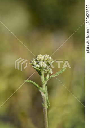 White Beauty Yarrow 115623253
