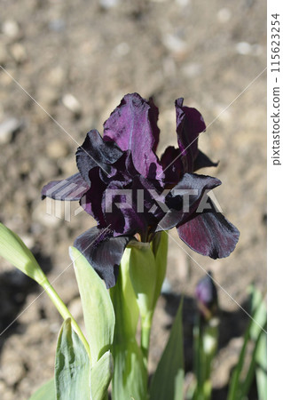 Standard Dwarf Bearded Iris Kalicis Black Standard Dwarf Bearded Iris Kalicis Black 115623254
