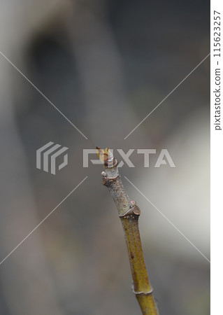 Fig Tree Brogiotto Bianco Fig Tree Brogiotto Bianco 115623257