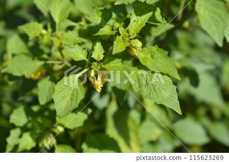 Tomatillo 115623269
