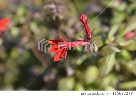 Lobelia Starship Scarlet Lobelia Starship Scarlet 115623277