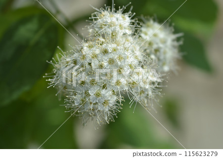 Japanese spirea Double Play Blue Kazoo 115623279