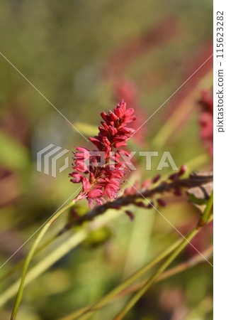 Mountain Fleece Orange Field Mountain Fleece Orange Field 115623282