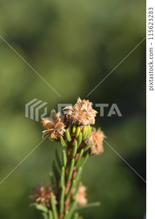 Acrocona Norway spruce Acrocona Norway spruce 115623283