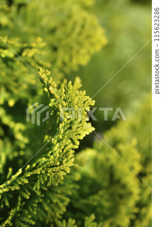 Dwarf Hinoki cypress 115623286
