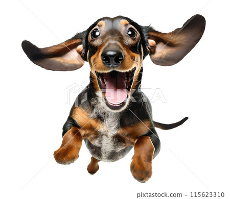 Cute dachshund puppy jumping. Playful dog cut out at background. 115623310