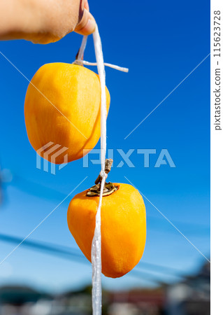 Dried persimmons in the sun. Persimmons. Astringent persimmons. 115623728