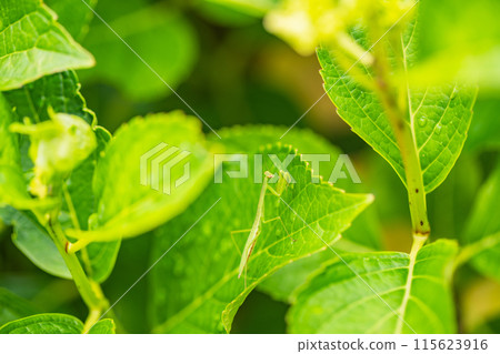 繡球花葉上的螳螂寶寶 繡球花葉上的螳螂寶寶 115623916