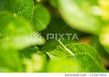 Baby praying mantis on a hydrangea leaf 115623918