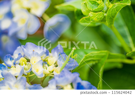 Baby praying mantis on a hydrangea flower 115624042