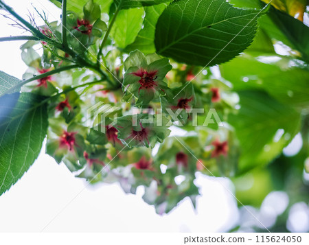 Landscape with Satozakura 115624050