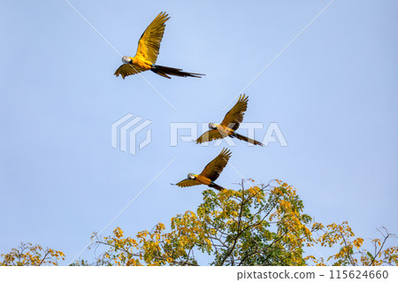 Blue-and-yellow macaw (Ara ararauna), Chimichagua, Cesar department. Wildlife and birdwatching in Colombia 115624660
