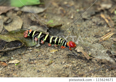 Caterpillar of Tetrio Sphinx Moth, Tayrona National Park, Magdalena department. Colombia wildlife. Caterpillar of Tetrio Sphinx Moth, Tayrona National Park, Magdalena department. Colombia wildlife. 115624671