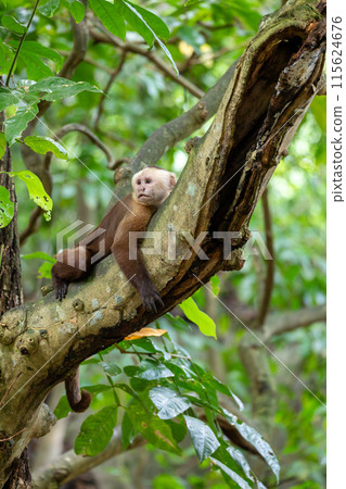 Varied white-fronted capuchin (Cebus versicolor), Tayrona National Park, Magdalena department. Colombia wildlife. 115624676