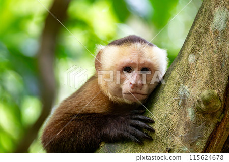 Varied white-fronted capuchin (Cebus versicolor), Tayrona National Park, Magdalena department. Colombia wildlife. 115624678